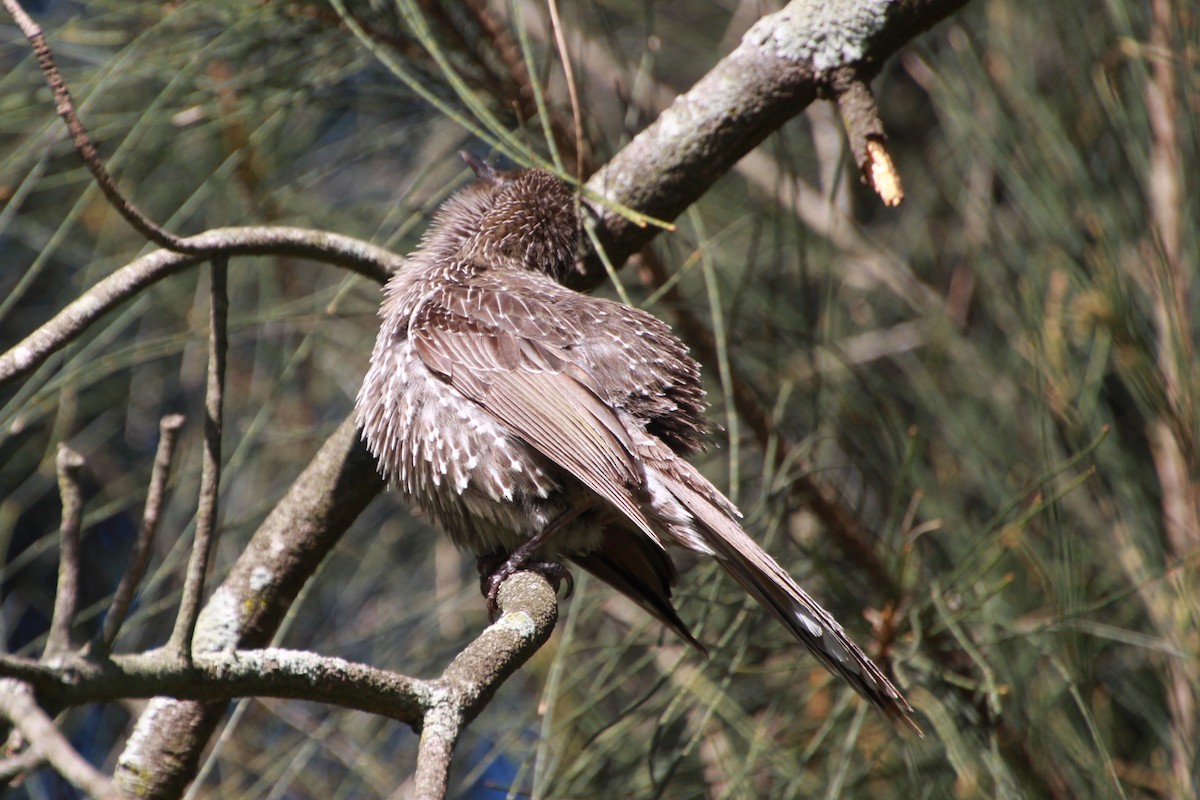 Little Wattlebird - ML642267984