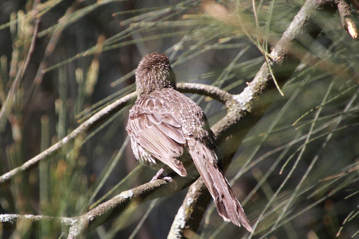 Little Wattlebird - ML642267985