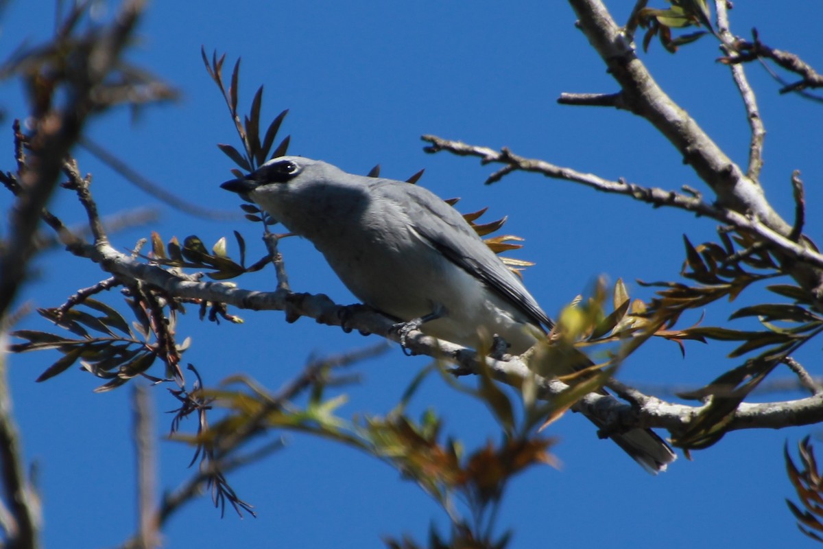 White-bellied Cuckooshrike - ML642267990