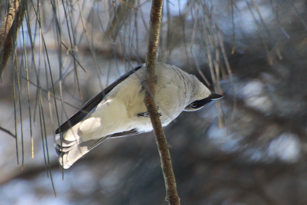 White-bellied Cuckooshrike - ML642267991