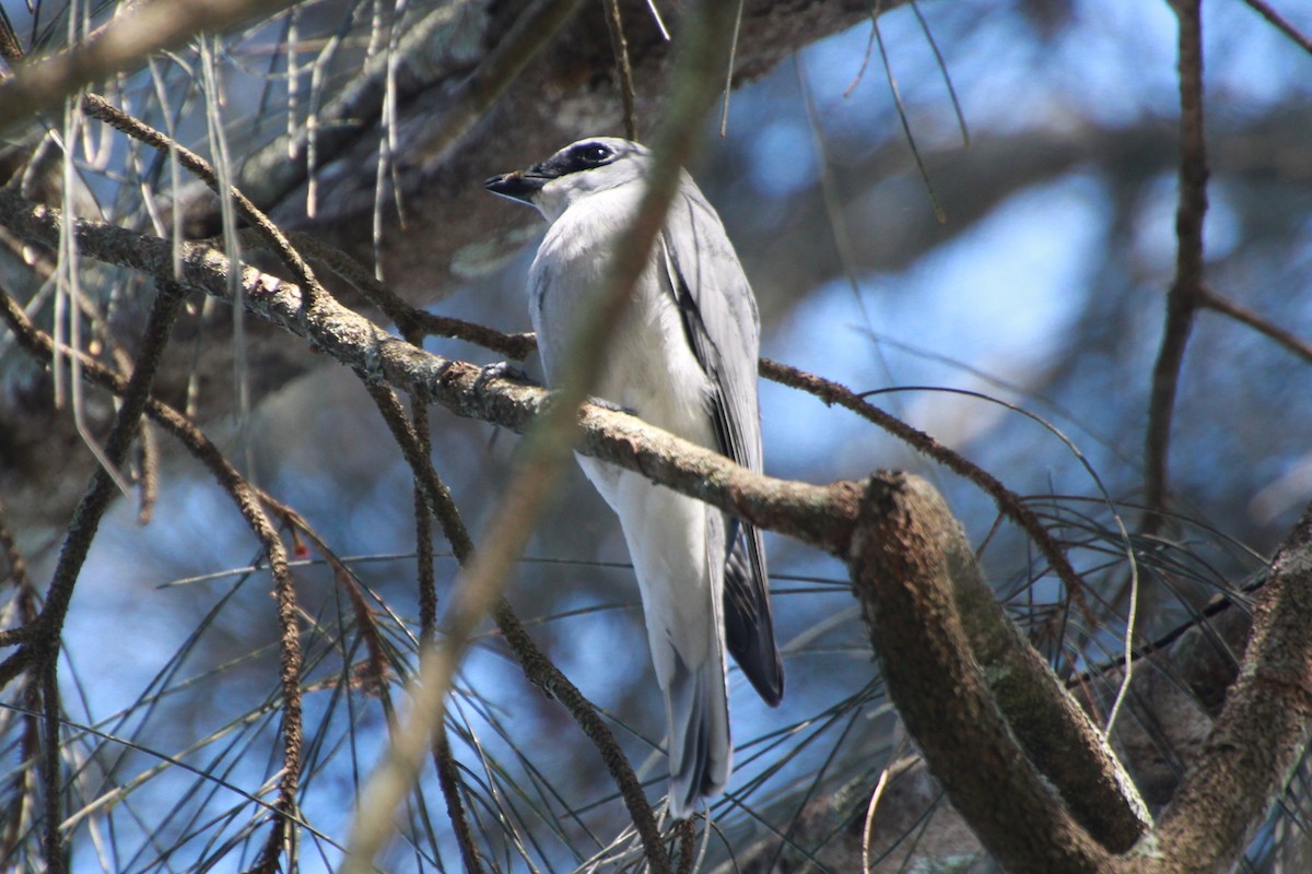 White-bellied Cuckooshrike - ML642267992