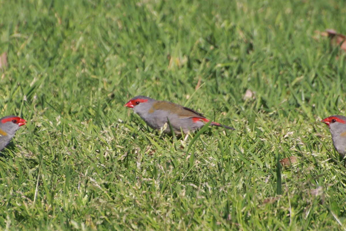 Red-browed Firetail - ML642267995