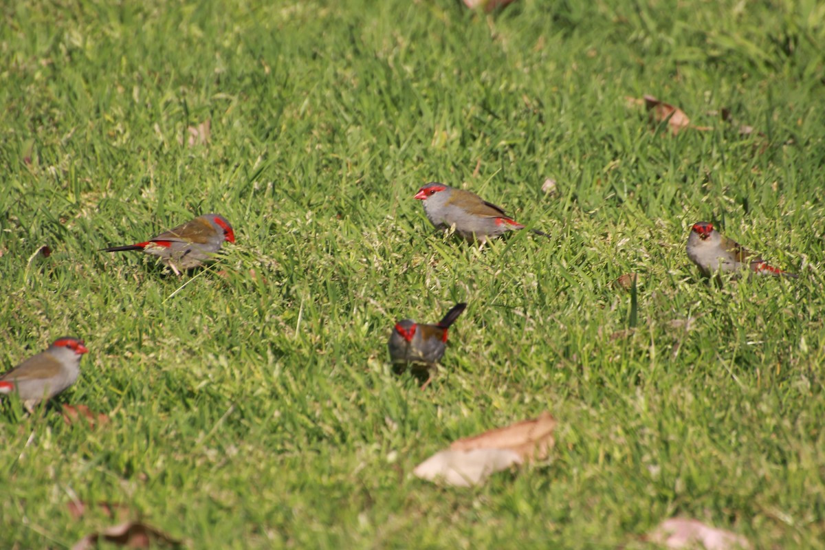 Red-browed Firetail - ML642267996