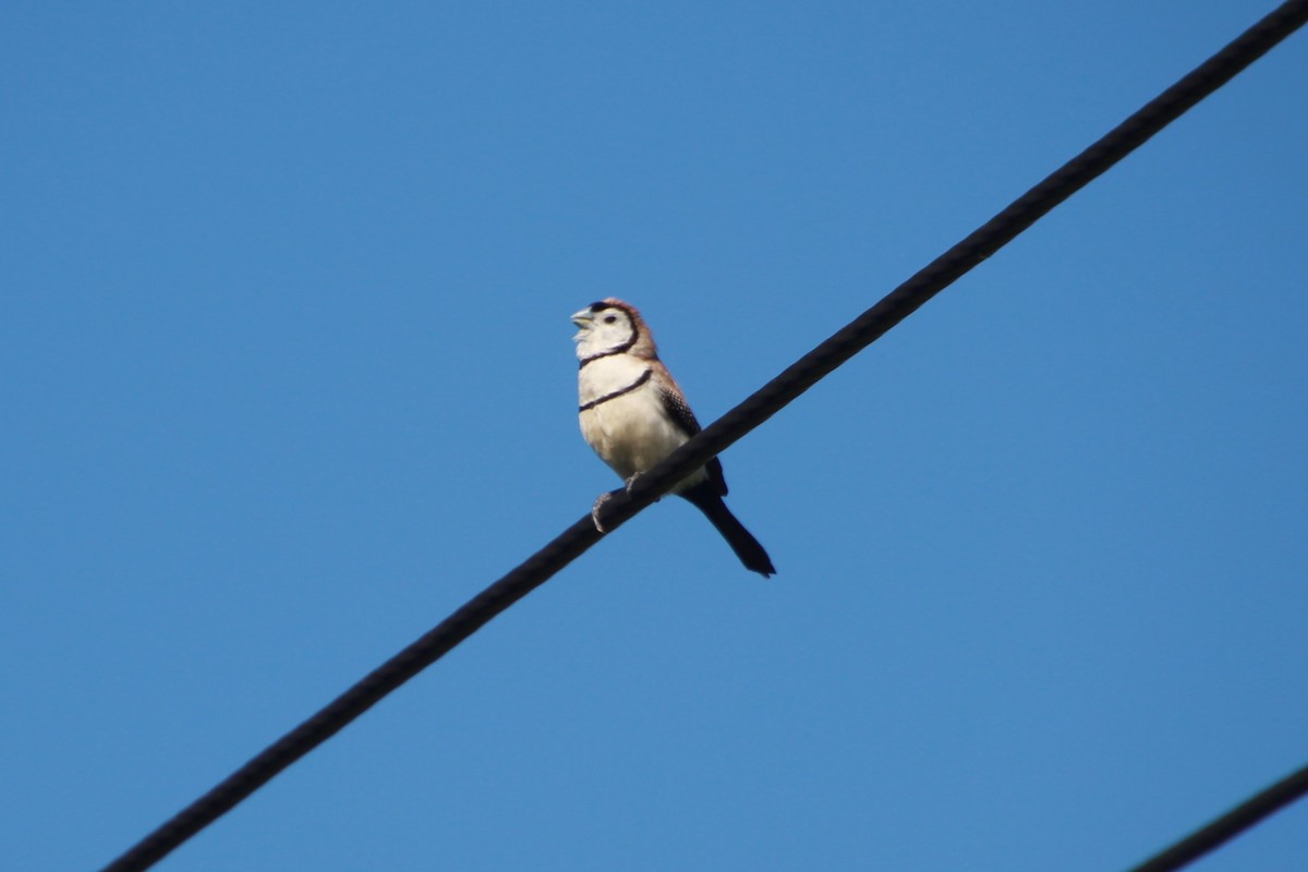 Double-barred Finch - ML642267997