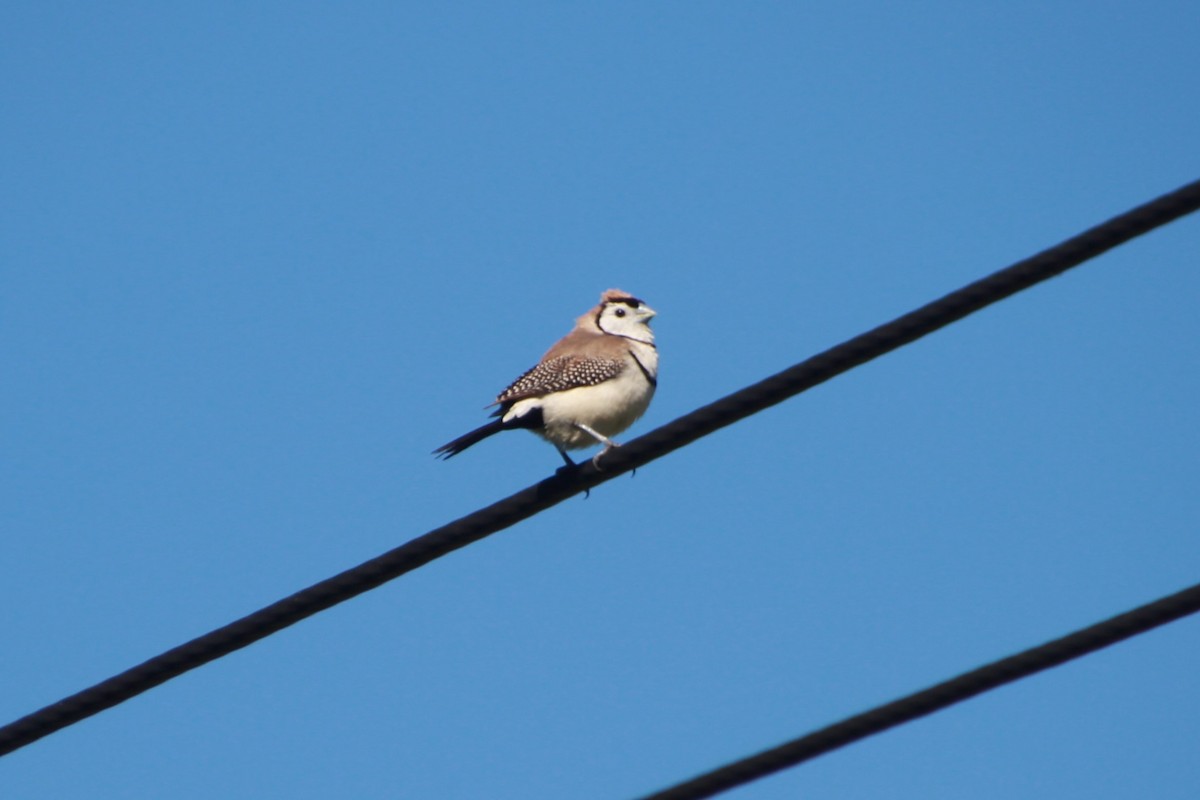 Double-barred Finch - ML642267998