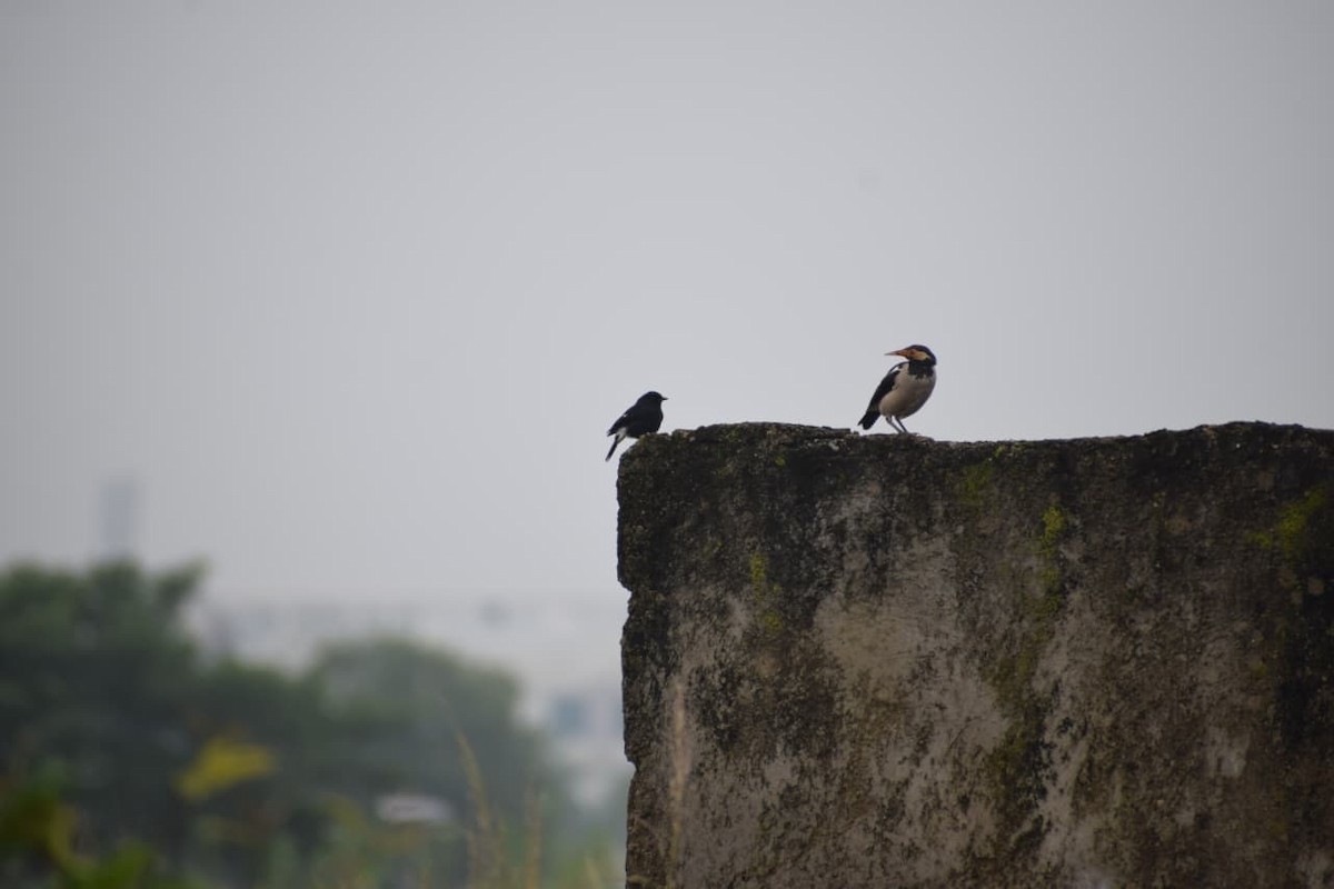 Indian Pied Starling - ML642268060