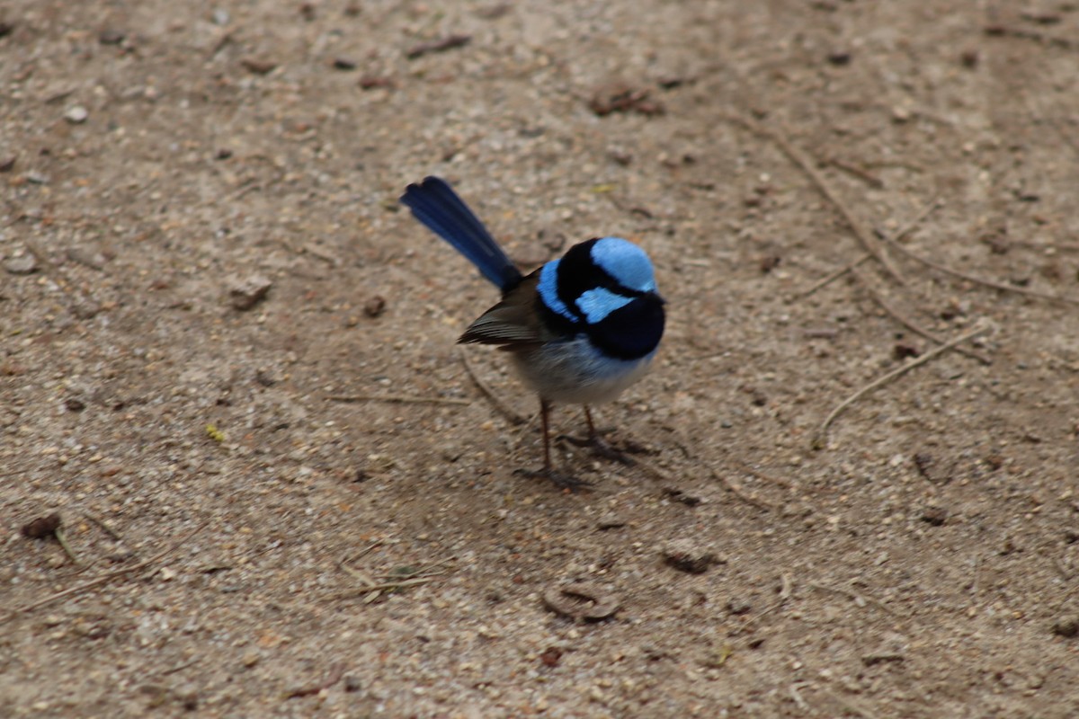 Superb Fairywren - ML642268062