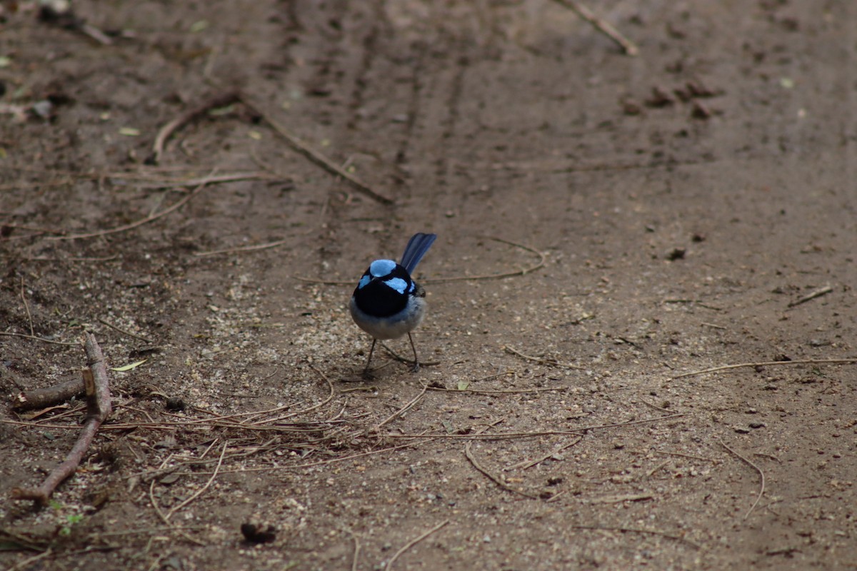 Superb Fairywren - ML642268064