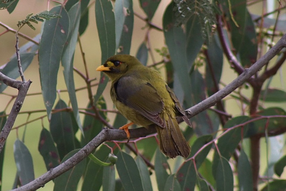 Bell Miner - ML642268069