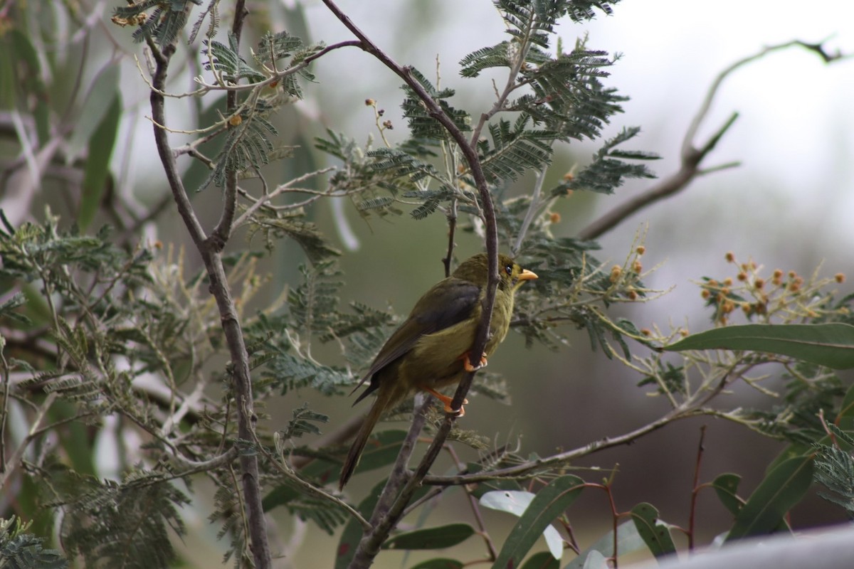 Bell Miner - ML642268070