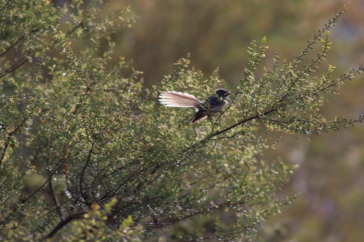 Gray Fantail - ML642268078
