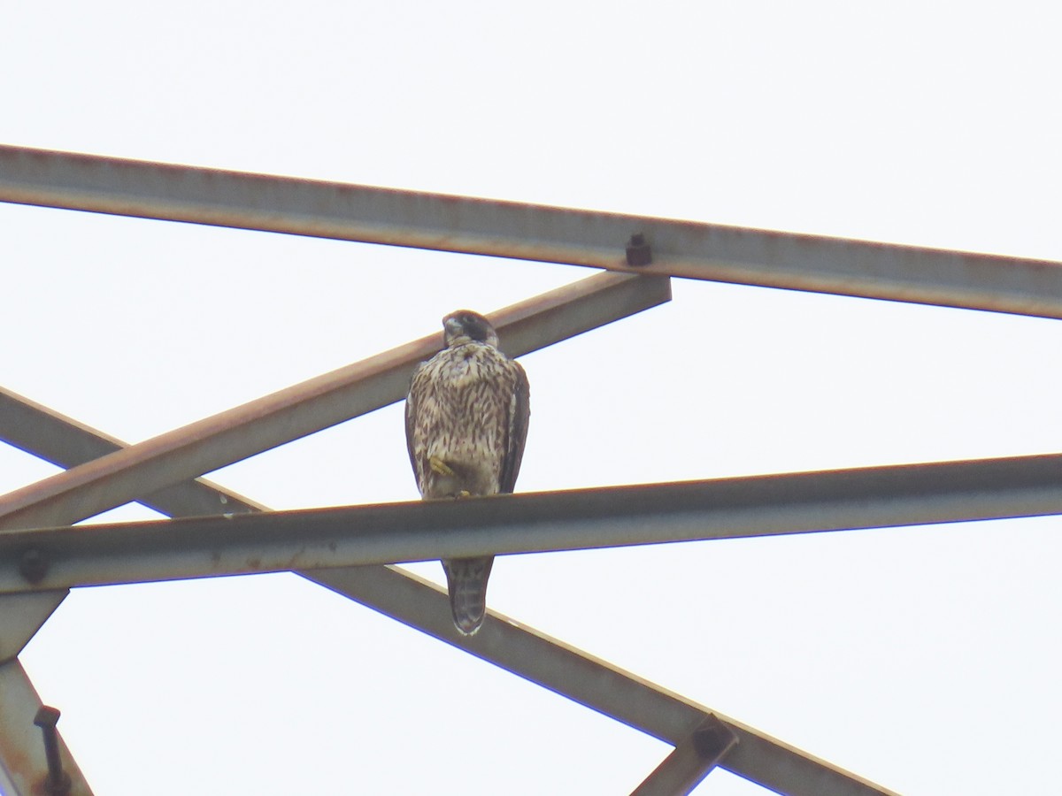 Halcón Peregrino - ML642268122