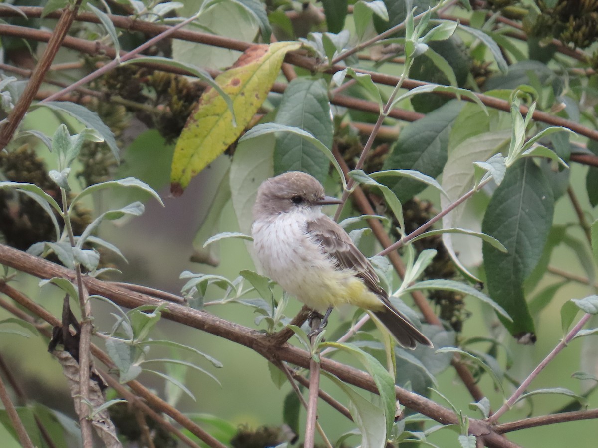 Mosquero Cardenal - ML642268137