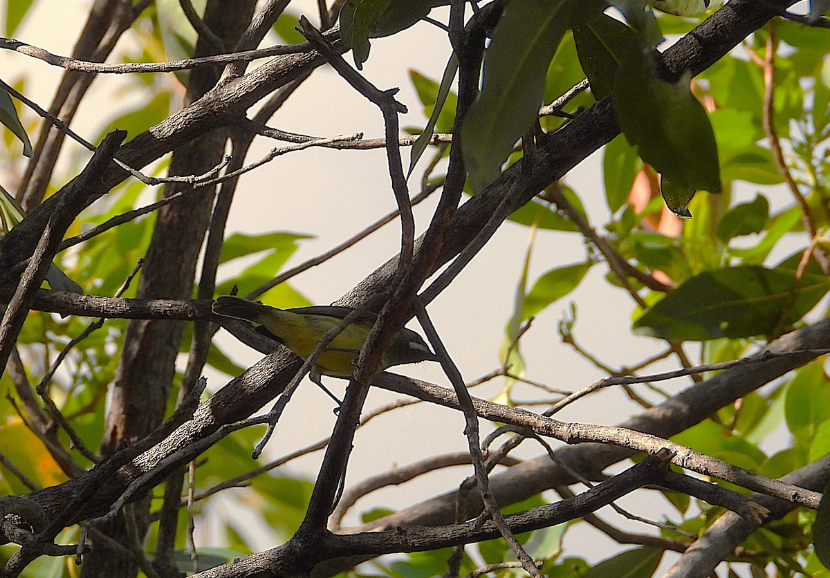 Fairy Gerygone - ML642268161