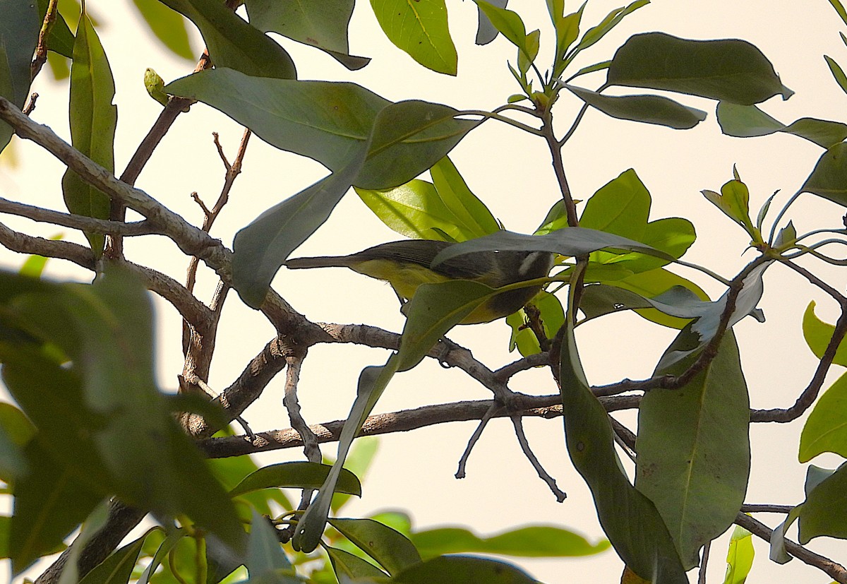 Fairy Gerygone - ML642268166