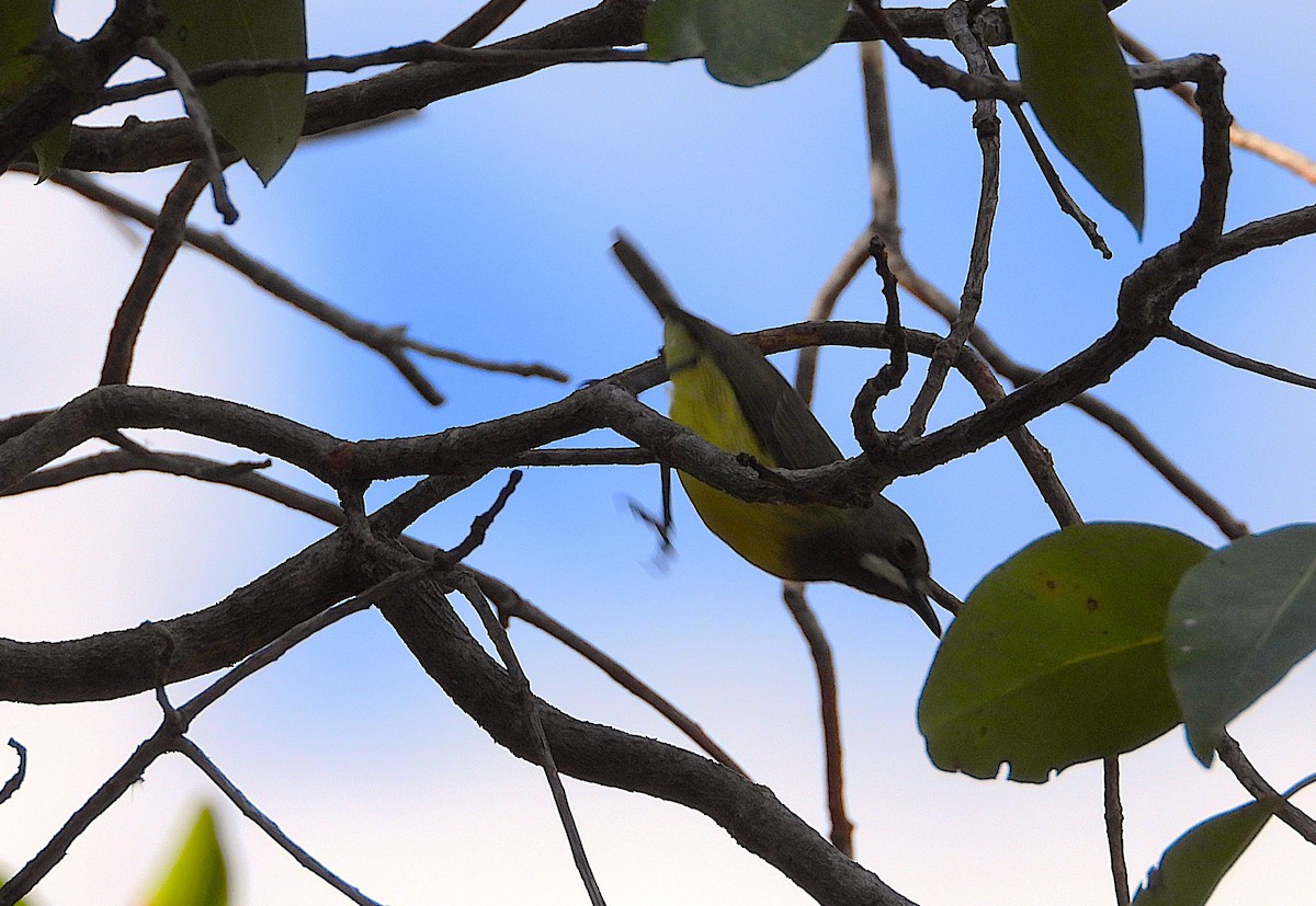 Fairy Gerygone - ML642268168