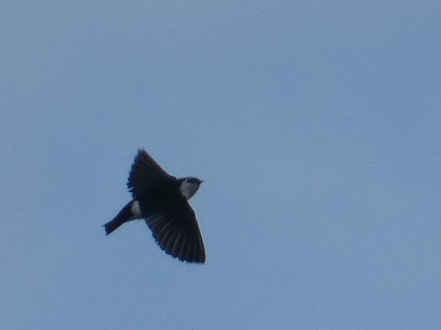 Violet-green Swallow - ML642268190