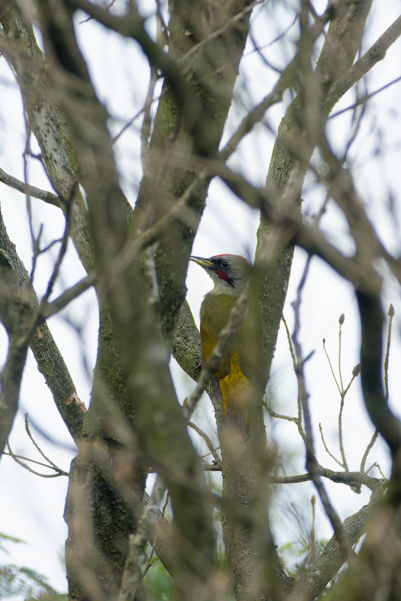 Japanese Woodpecker - ML642268252