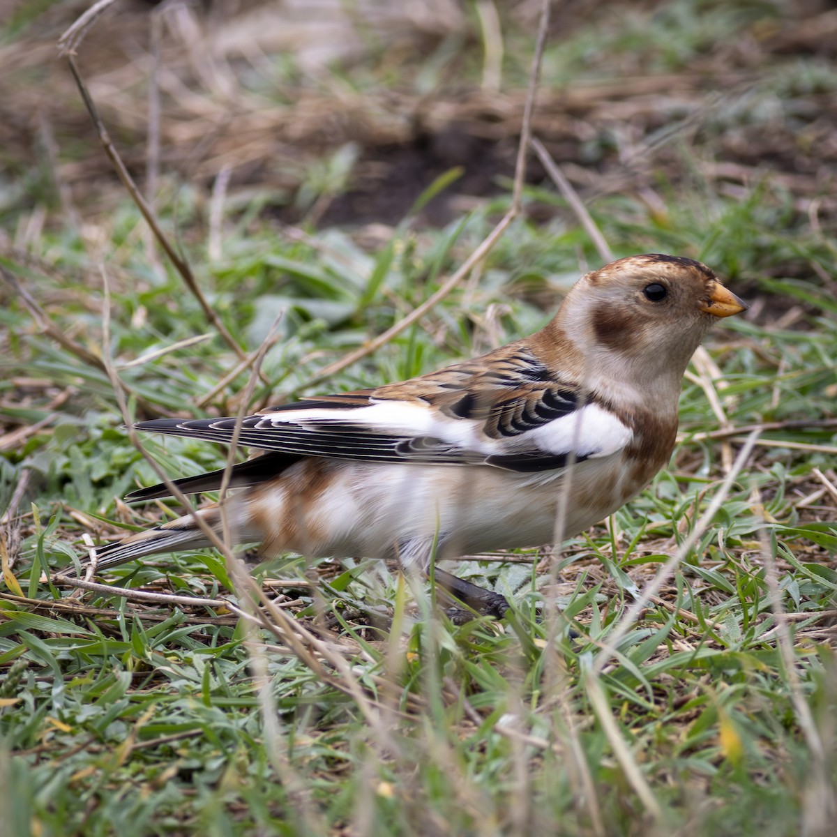Snow Bunting - ML642268253