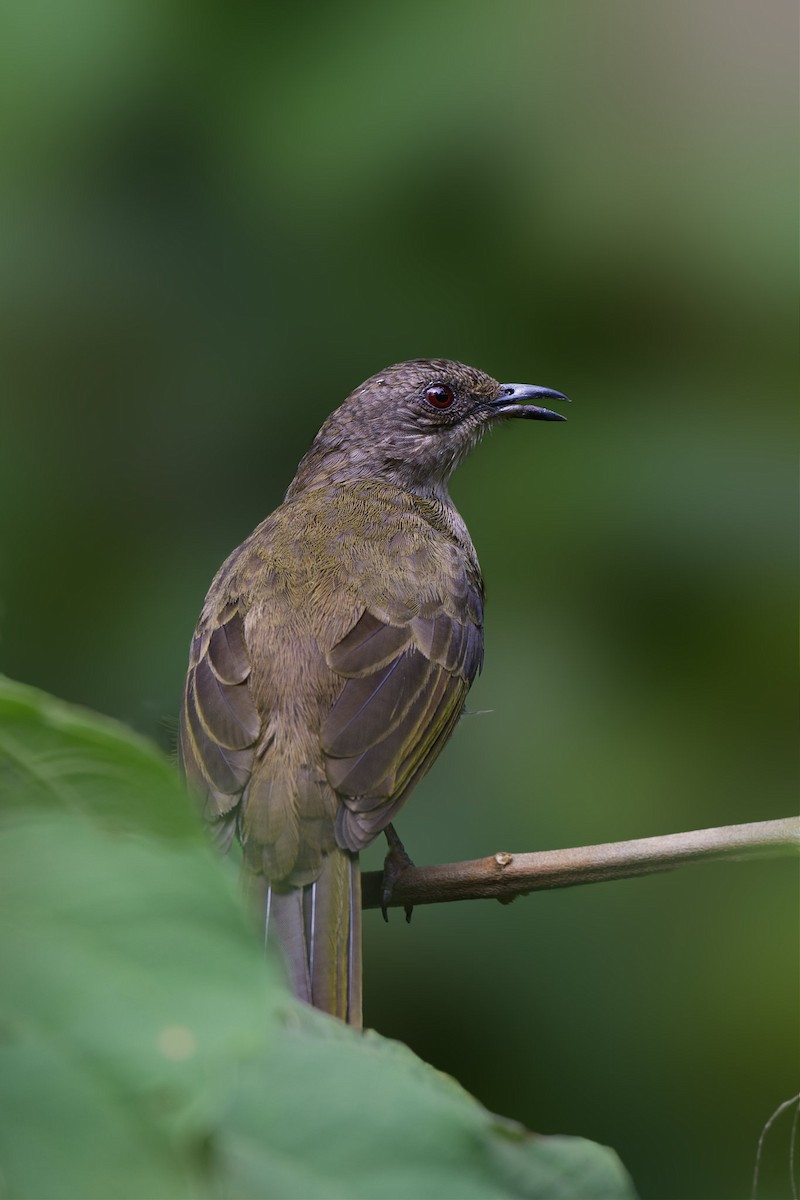 Olive-winged Bulbul - ML642268257