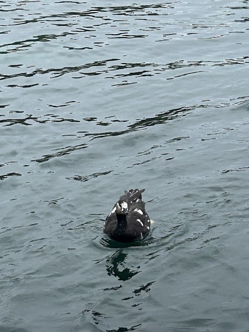 duck sp. - ML642268306