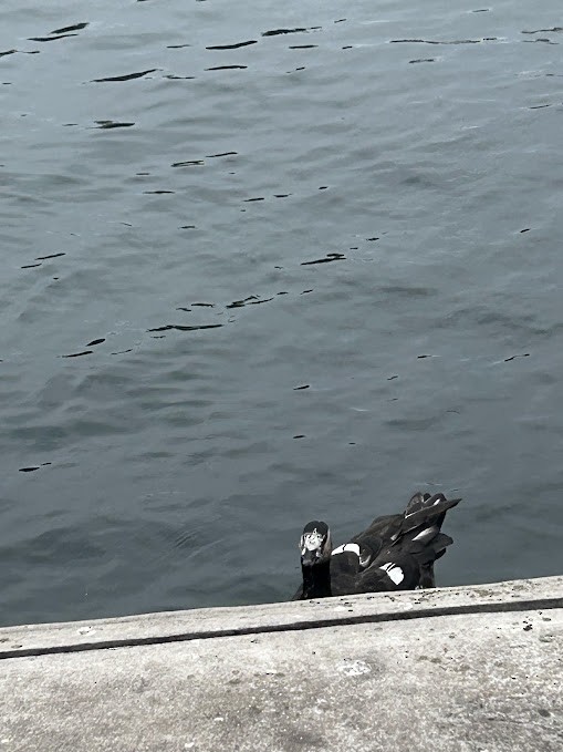 duck sp. - ML642268308