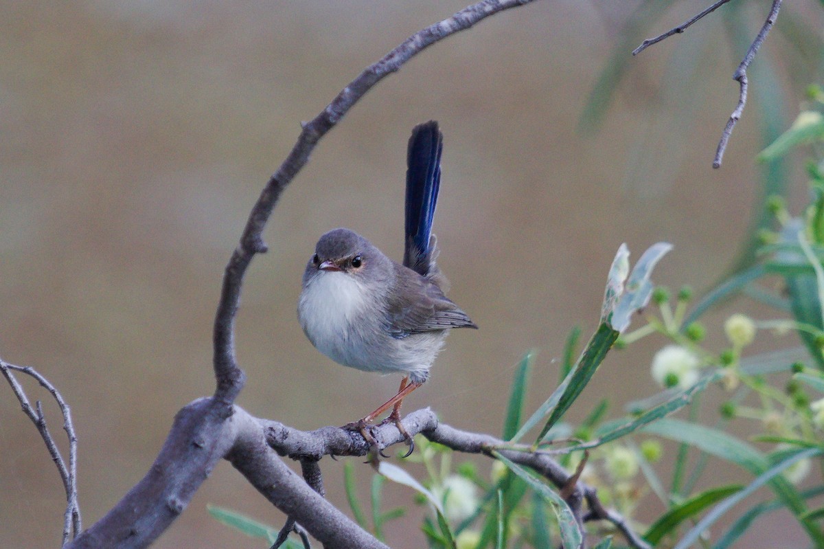 Superb Fairywren - ML642268394