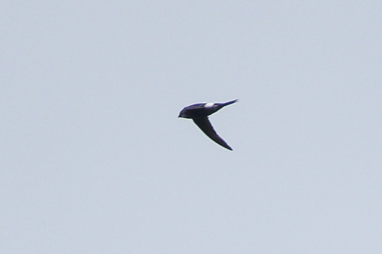 Pacific Swift - ML642268404