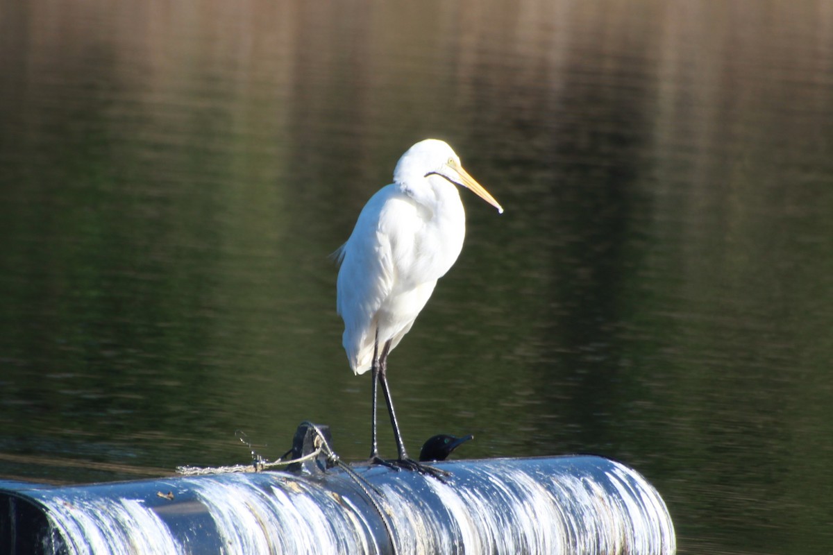 Great Egret (modesta) - ML642268407