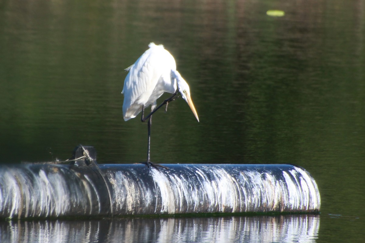 Great Egret (modesta) - ML642268408