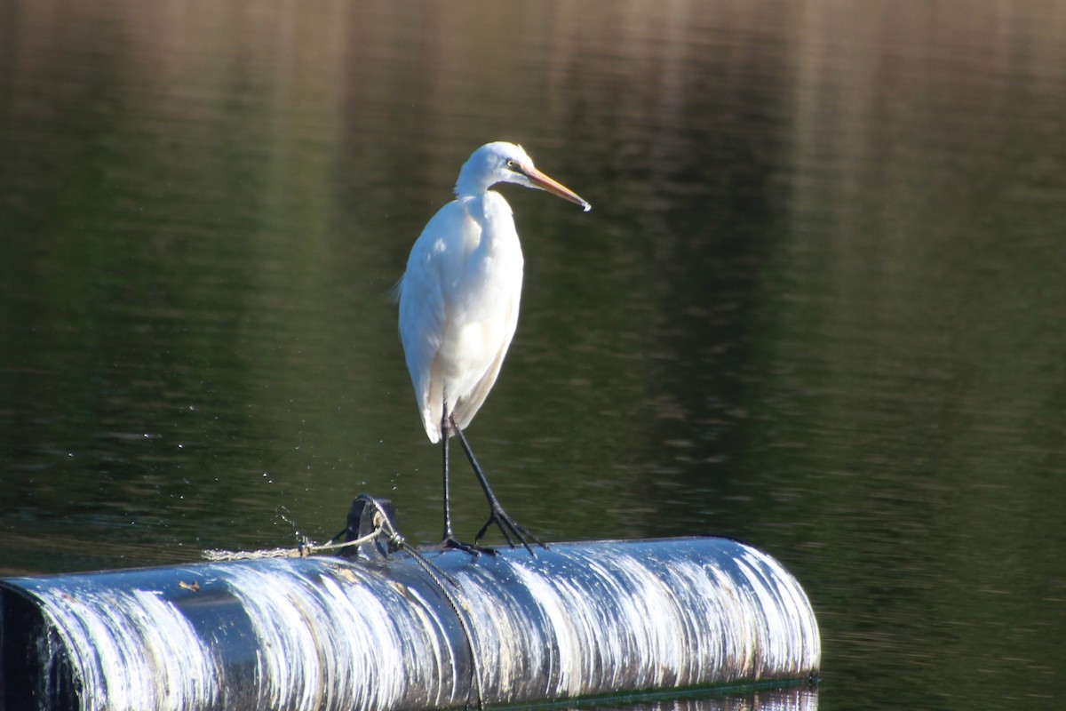 Great Egret (modesta) - ML642268410