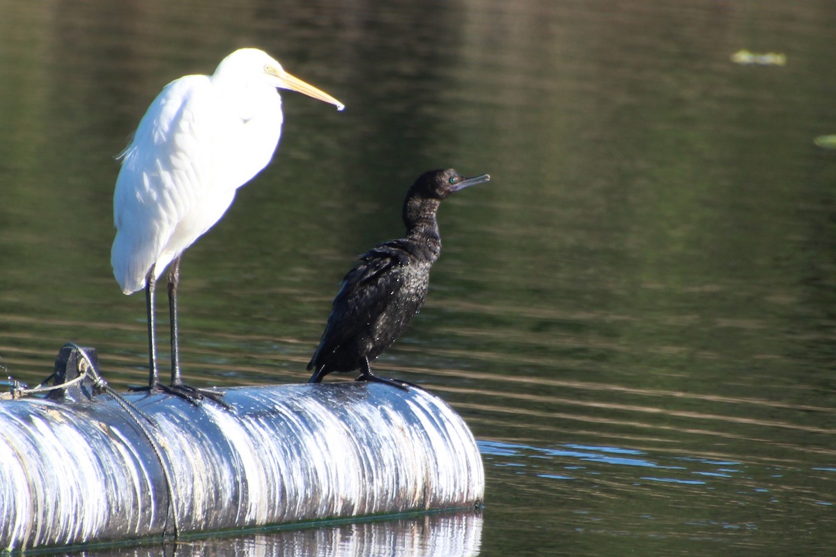 Little Black Cormorant - ML642268418