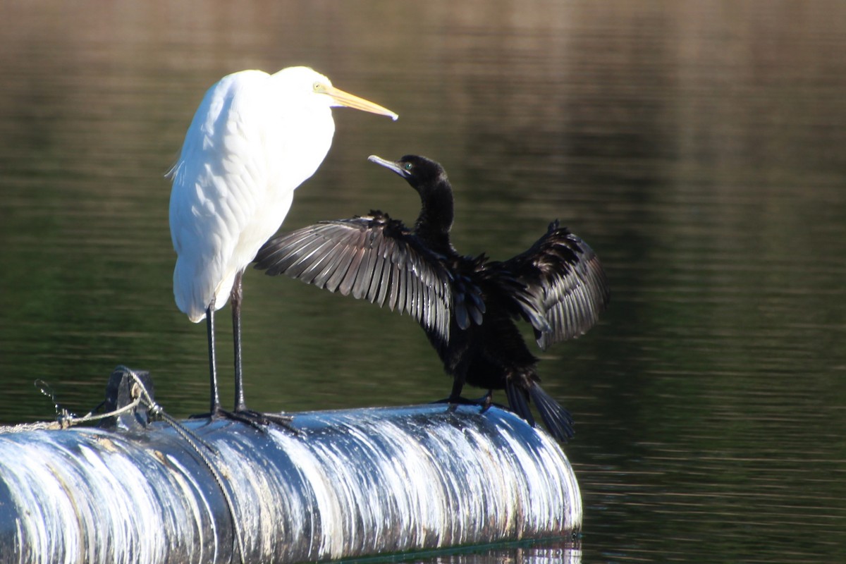 Little Black Cormorant - ML642268419