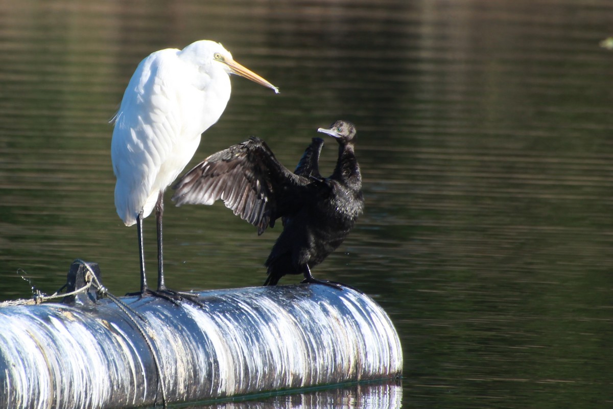 Little Black Cormorant - ML642268420