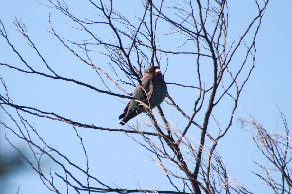 Dollarbird - ML642268423