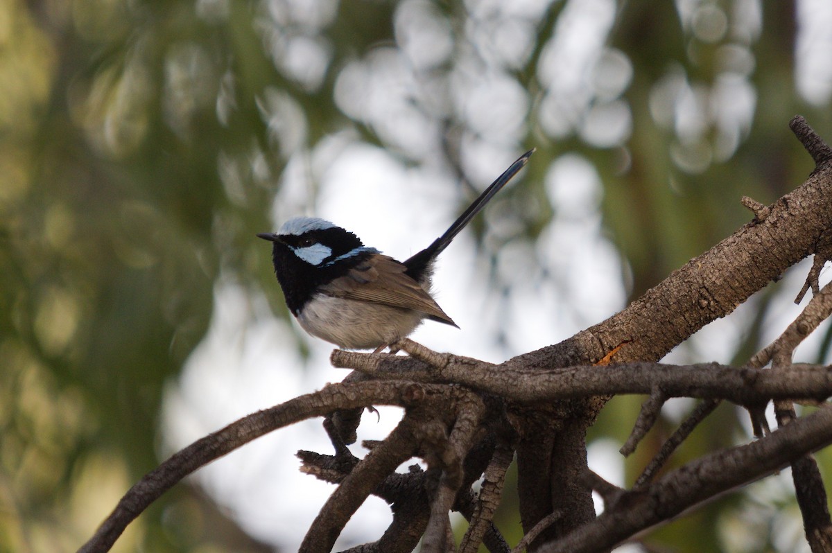 Superb Fairywren - ML642268439
