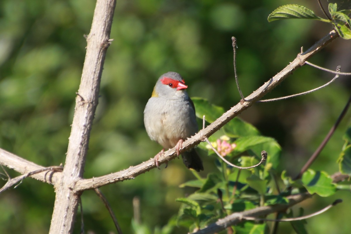 Red-browed Firetail - ML642268440