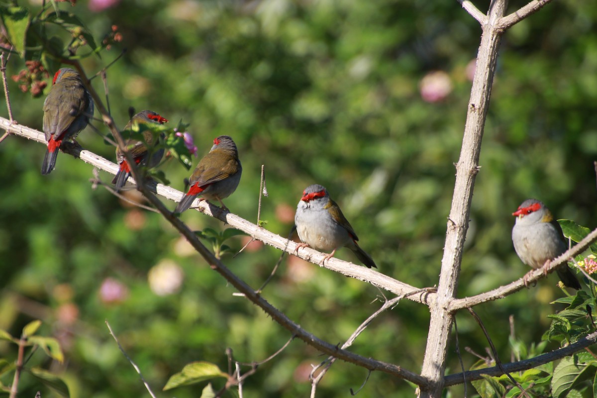 Red-browed Firetail - ML642268441