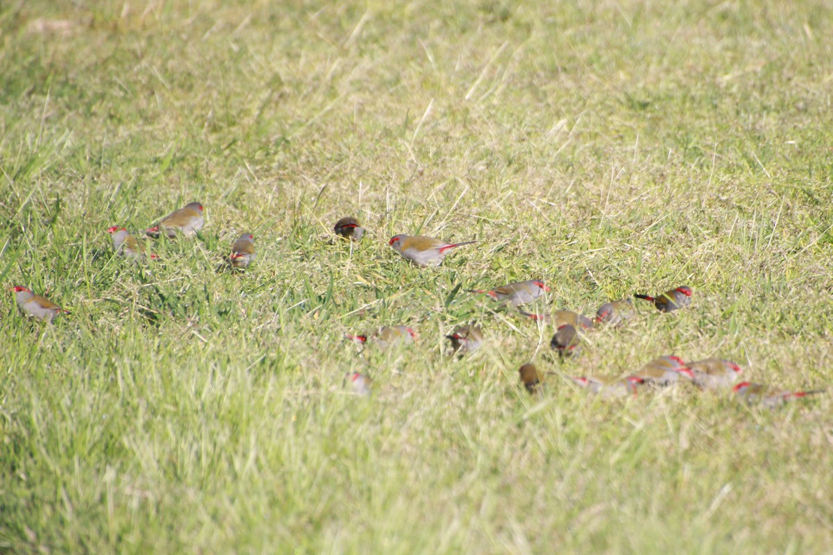 Red-browed Firetail - ML642268442
