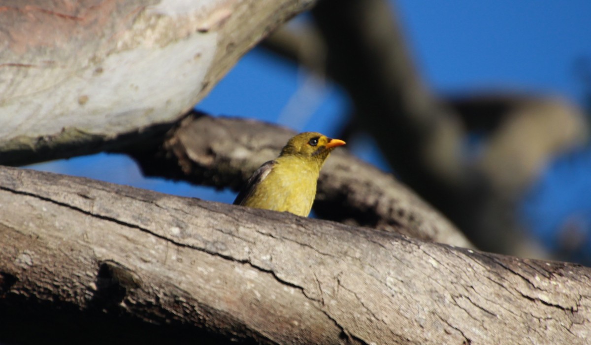 Bell Miner - ML642268445