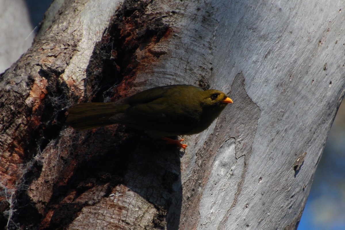 Bell Miner - ML642268446