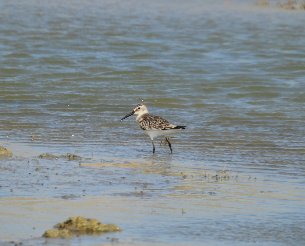 Bécasseau cocorli - ML642268448
