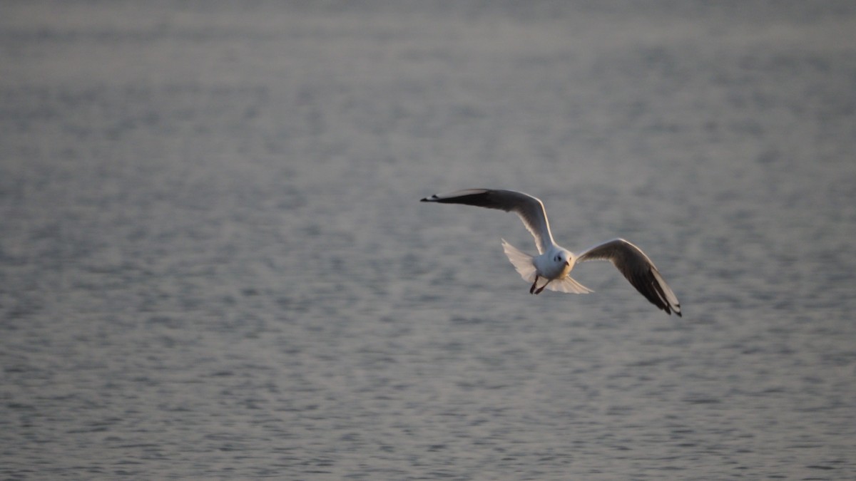 Mouette rieuse - ML642268451