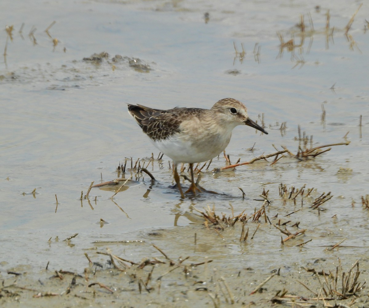 Bécasseau de Temminck - ML642268454