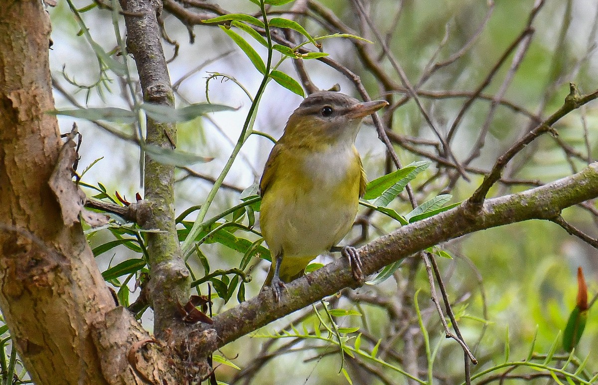 Yellow-green Vireo - ML642268466
