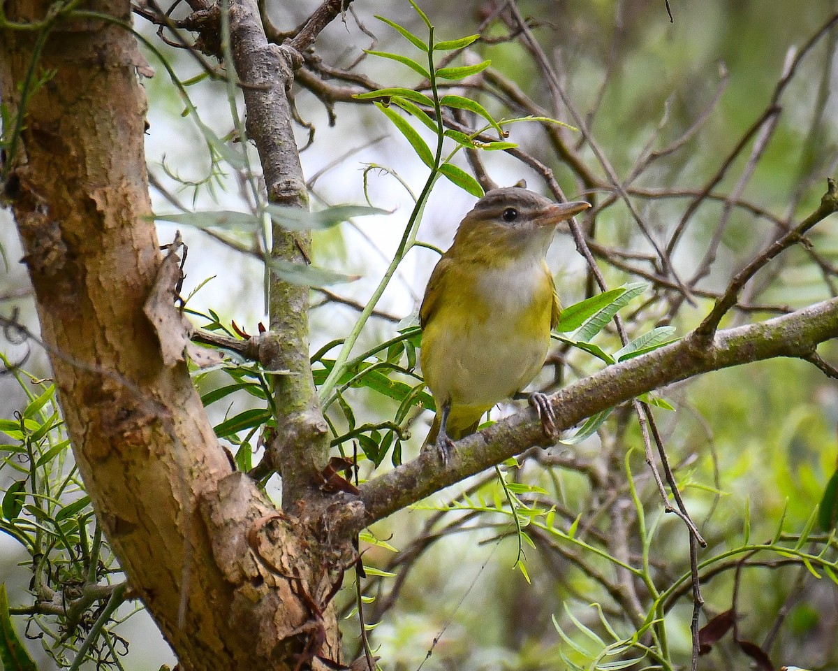Yellow-green Vireo - ML642268467