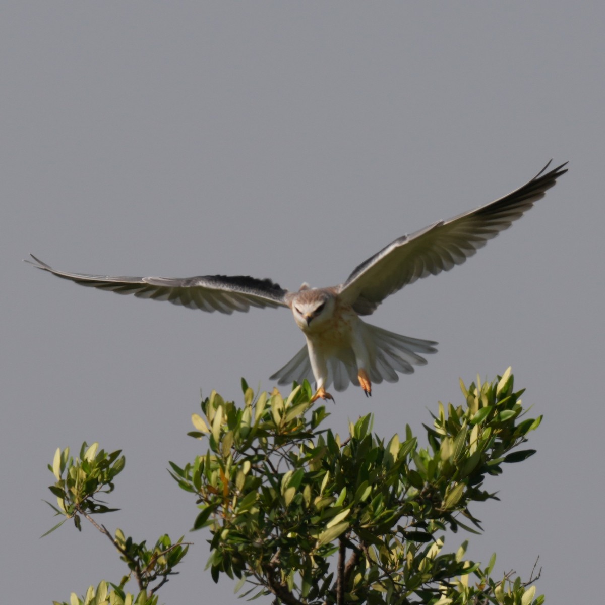 Élanion blanc - ML642268478