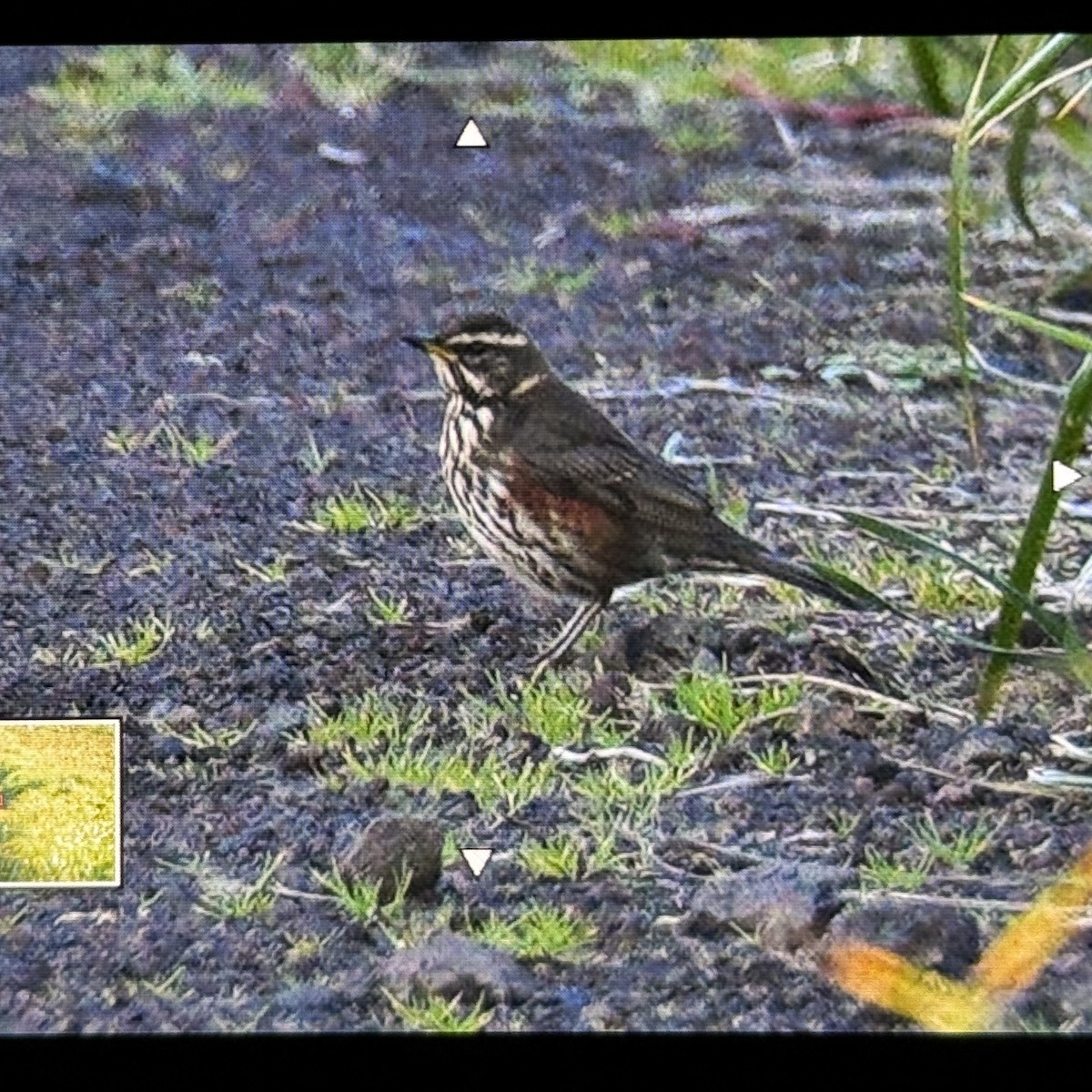 ワキアカツグミ - ML642268495