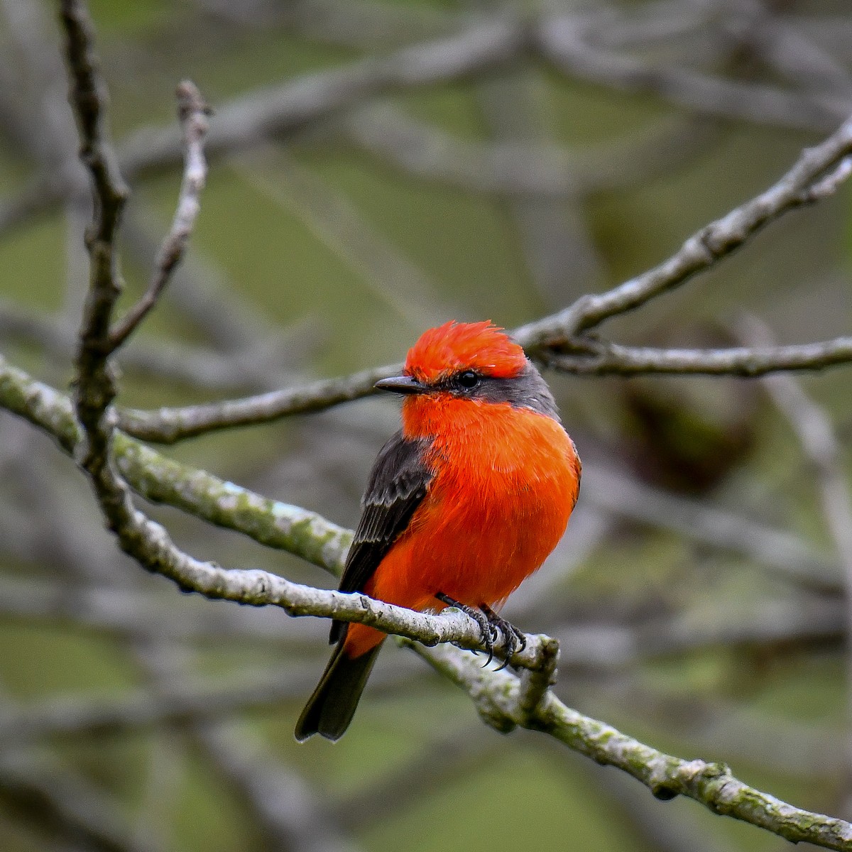 Mosquero Cardenal - ML642268515