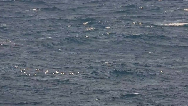 Roseate Tern - ML642268529